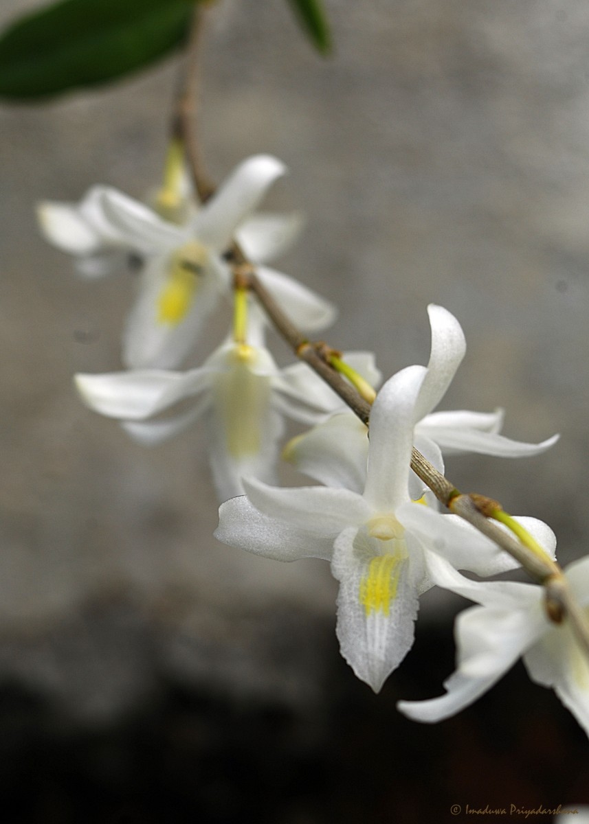 Dendrobium crumenatum Sw.